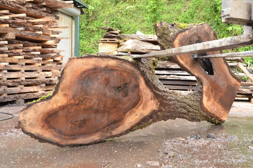 Oregon Black Walnut Slab 051322-03