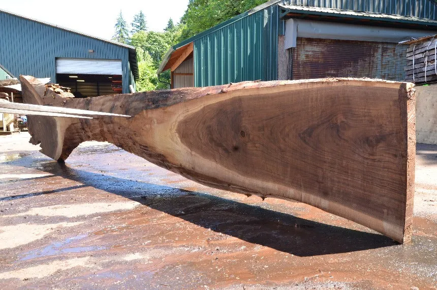 Oregon Black Walnut Slab 062322-11